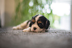 Cavalier King Charles Spaniel 3 Wochen alt