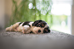 Cavalier King Charles Spaniel 3 Wochen alt