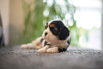 Cavalier King Charles Spaniel 3 Wochen alt