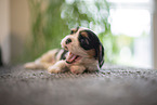 Cavalier King Charles Spaniel 3 Wochen alt