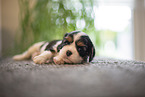 Cavalier King Charles Spaniel 3 Wochen alt