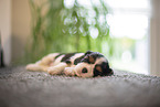 Cavalier King Charles Spaniel 3 Wochen alt