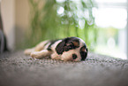 Cavalier King Charles Spaniel 3 Wochen alt