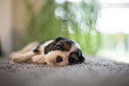 Cavalier King Charles Spaniel 3 Wochen alt