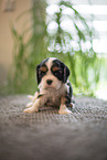 Cavalier King Charles Spaniel 3 Wochen alt