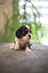 Cavalier King Charles Spaniel 3 Wochen alt