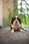 Cavalier King Charles Spaniel 3 Wochen alt