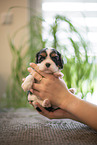 Cavalier King Charles Spaniel 3 Wochen alt