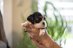 Cavalier King Charles Spaniel 3 Wochen alt