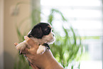 Cavalier King Charles Spaniel 3 Wochen alt