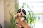 Cavalier King Charles Spaniel 3 Wochen alt