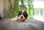 Cavalier King Charles Spaniel 3 Wochen alt