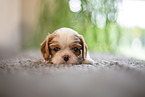 Cavalier King Charles Spaniel 3 Wochen alt