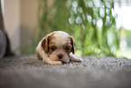 Cavalier King Charles Spaniel 3 Wochen alt