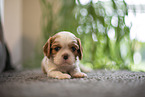 Cavalier King Charles Spaniel 3 Wochen alt