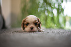 Cavalier King Charles Spaniel 3 Wochen alt
