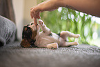 Cavalier King Charles Spaniel 3 Wochen alt