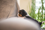 Cavalier King Charles Spaniel 3 Wochen alt