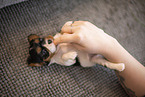 Cavalier King Charles Spaniel 3 Wochen alt