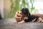 Cavalier King Charles Spaniel 3 Wochen alt