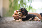 Cavalier King Charles Spaniel 3 Wochen alt