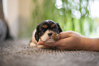 Cavalier King Charles Spaniel 3 Wochen alt