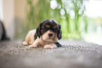 Cavalier King Charles Spaniel 3 Wochen alt