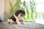 Cavalier King Charles Spaniel 3 Wochen alt
