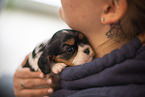 Cavalier King Charles Spaniel 3 Wochen alt