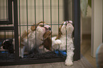 5 wochen alter Cavalier King Charles Spaniel