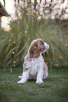 Cavalier King Charles Spaniel Welpe