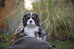Cavalier King Charles Spaniel Welpe