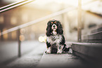 Cavalier King Charles Spaniel