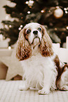 Cavalier King Charles Spaniel