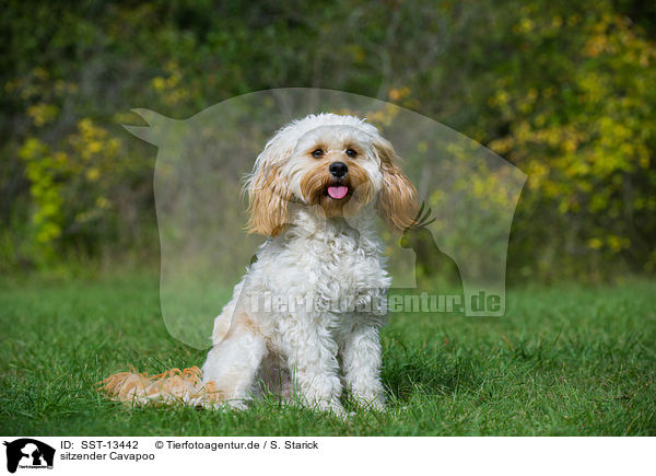 sitzender Cavapoo / sitting Cavapoo / SST-13442