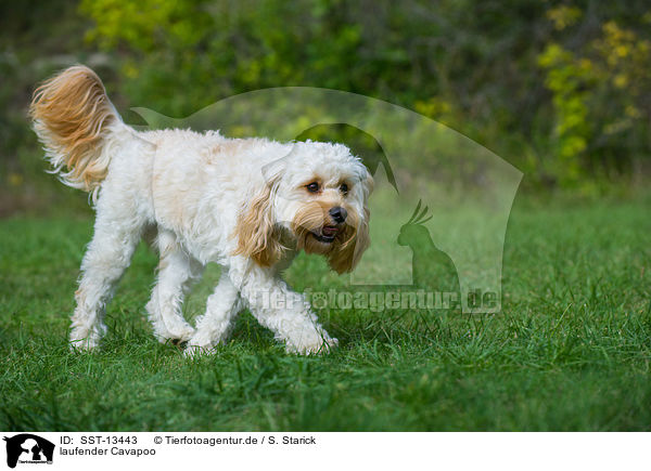 laufender Cavapoo / walking Cavapoo / SST-13443