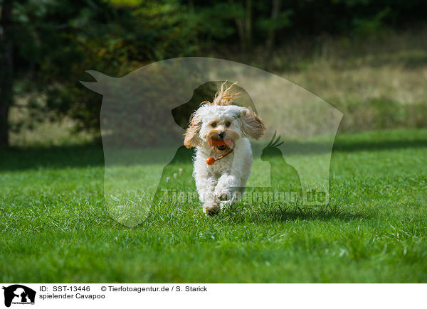 spielender Cavapoo / playing Cavapoo / SST-13446