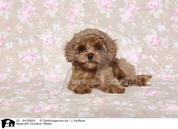 liegender Cavapoo Welpe / JH-26824