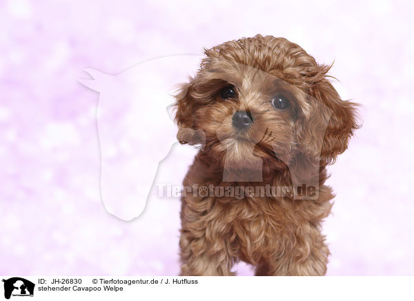 stehender Cavapoo Welpe / standing Cavapoo Puppy / JH-26830