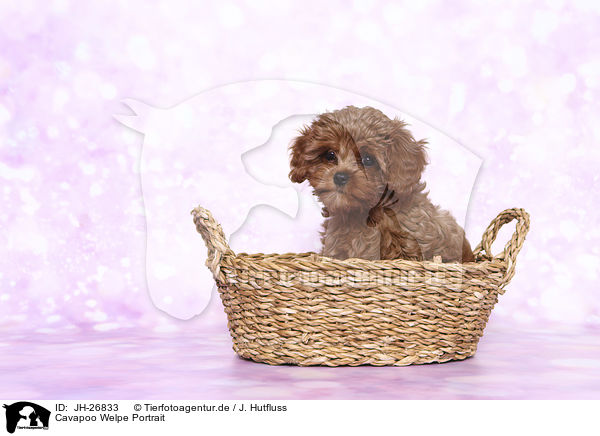 Cavapoo Welpe Portrait / Cavapoo Puppy portrait / JH-26833