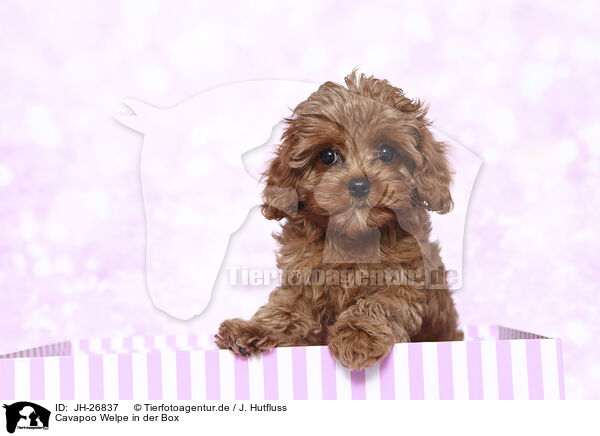Cavapoo Welpe in der Box / Cavapoo Puppy on a box / JH-26837