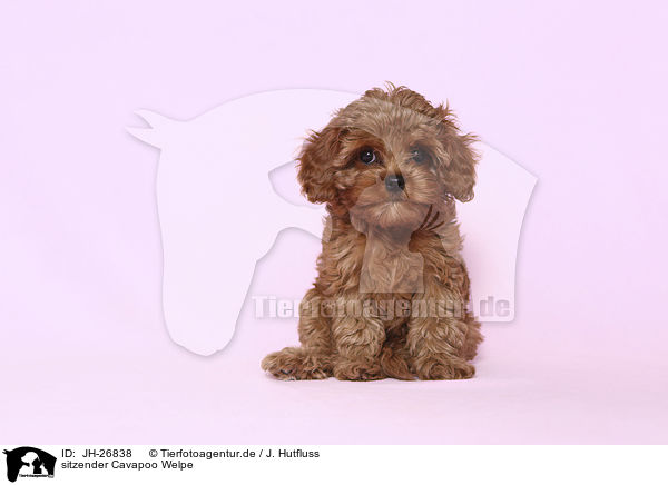 sitzender Cavapoo Welpe / sitting Cavapoo Puppy / JH-26838