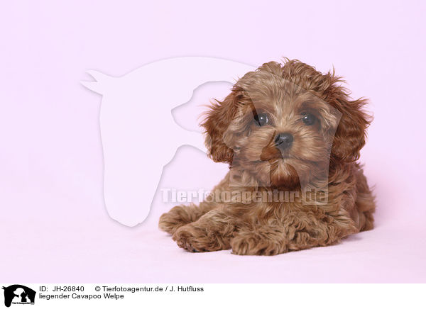 liegender Cavapoo Welpe / lying Cavapoo Puppy / JH-26840