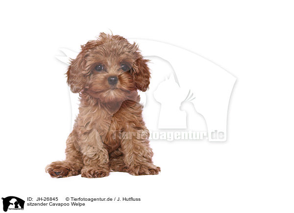 sitzender Cavapoo Welpe / sitting Cavapoo Puppy / JH-26845