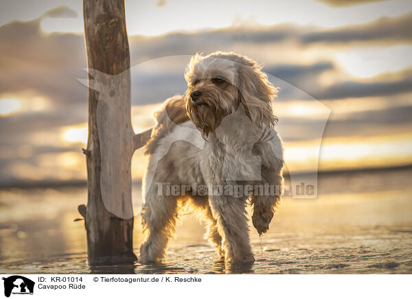 Cavapoo Rde / KR-01014