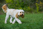 laufender Cavapoo