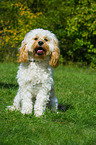 sitzender Cavapoo