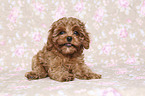 liegender Cavapoo Welpe