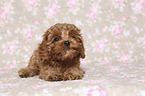 liegender Cavapoo Welpe