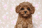 Cavapoo Welpe Portrait